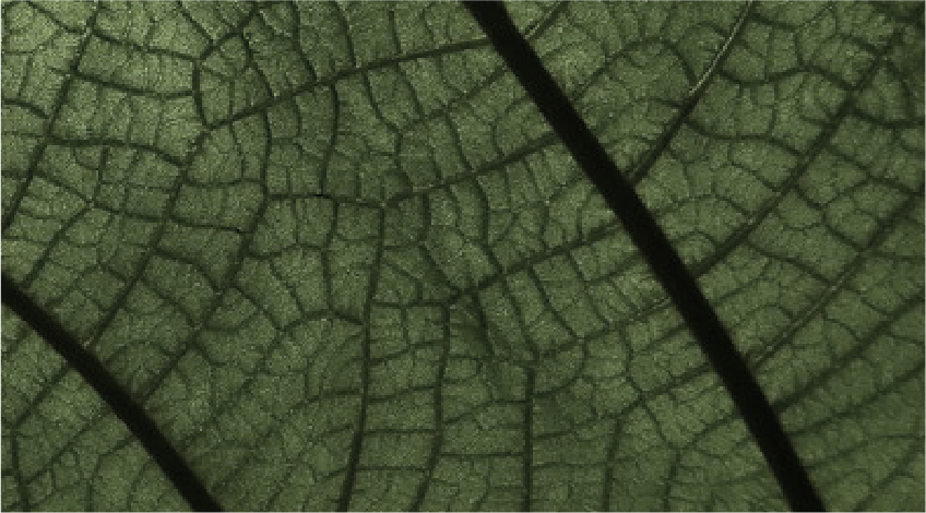 Clove Leaf