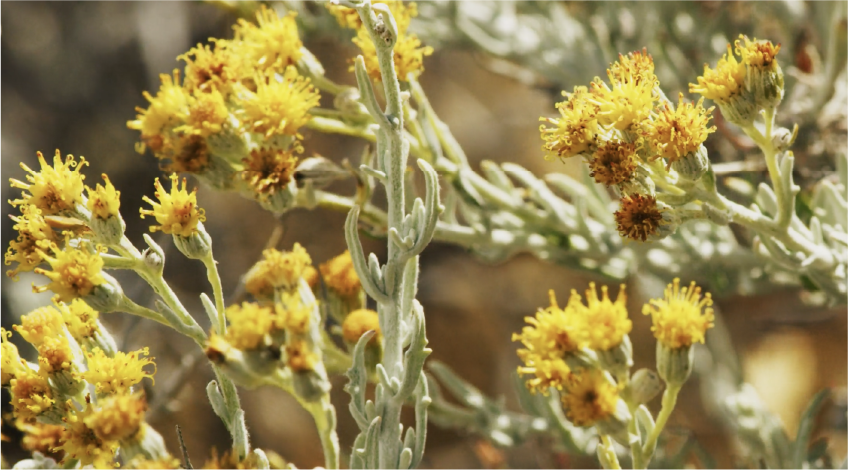 Immortelle