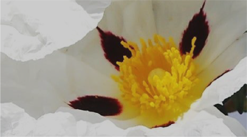Labdanum Extract