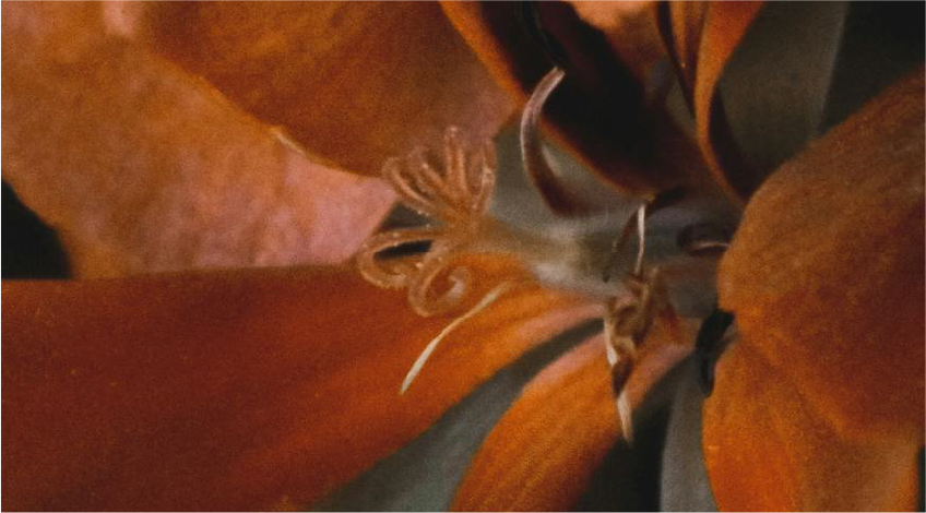 Geranium Egypt LMR