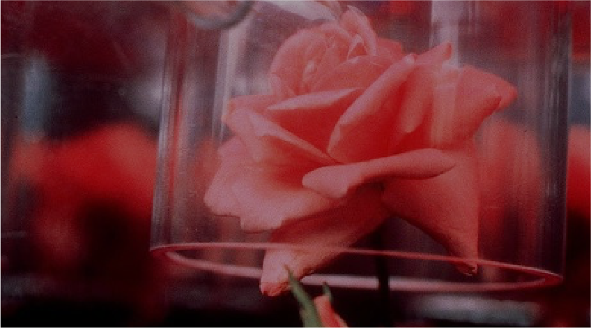 Space Rose Living
