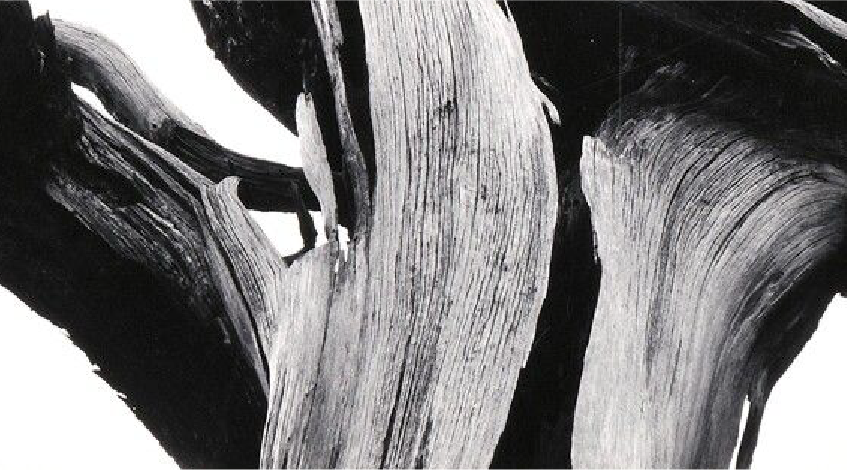 Guaiac Wood