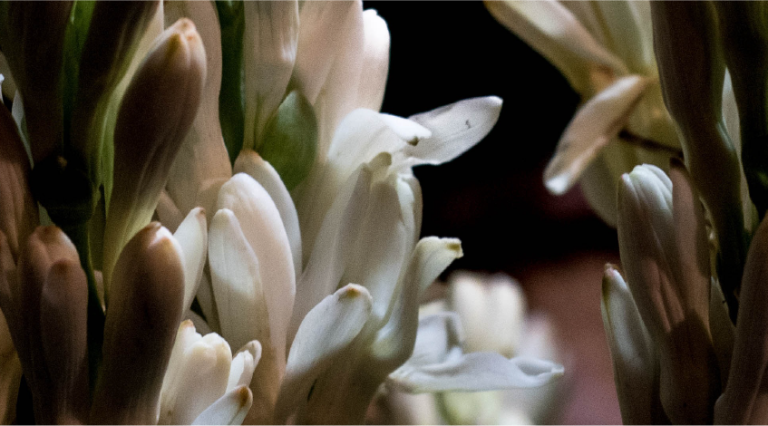 Tuberose Extract