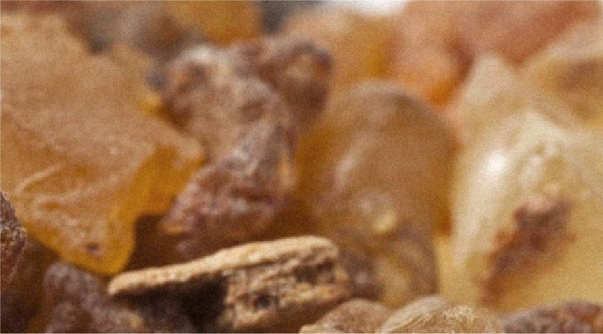 Galbanum Extract
