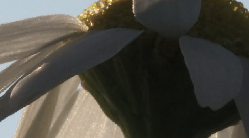 Chamomile