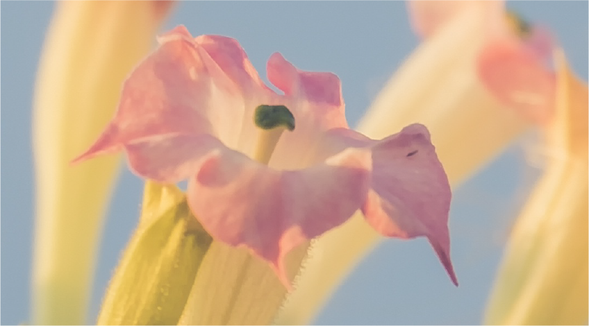 Tobacco Blossom