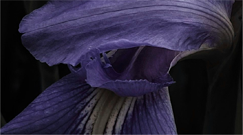 Iris